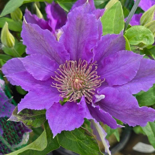 Clematis, Bijou™ Clematis