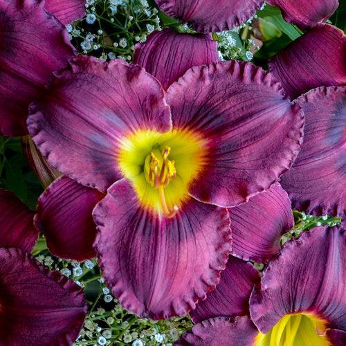 Daylily, Rainbow Rhythm® Nosferatu Daylily