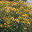False Sunflower, Burning Hearts False Sunflower