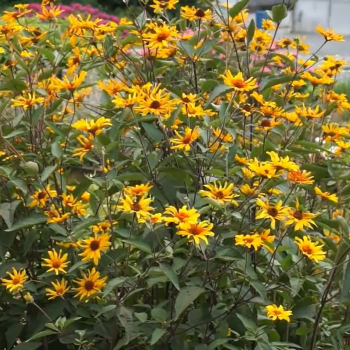 False Sunflower, Burning Hearts False Sunflower