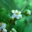 Holly, Jim Dandy Winterberry