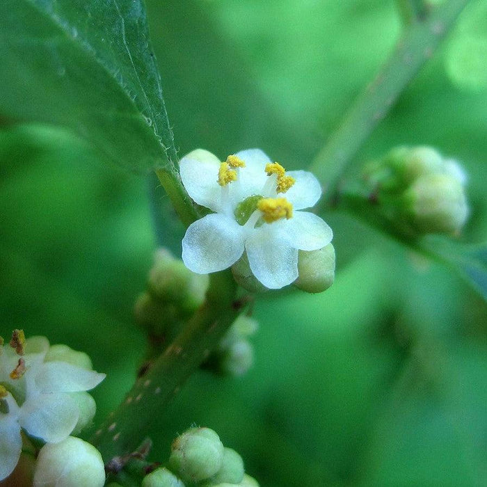 Holly, Jim Dandy Winterberry