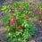 Bleeding Heart, Asian Bleeding Heart
