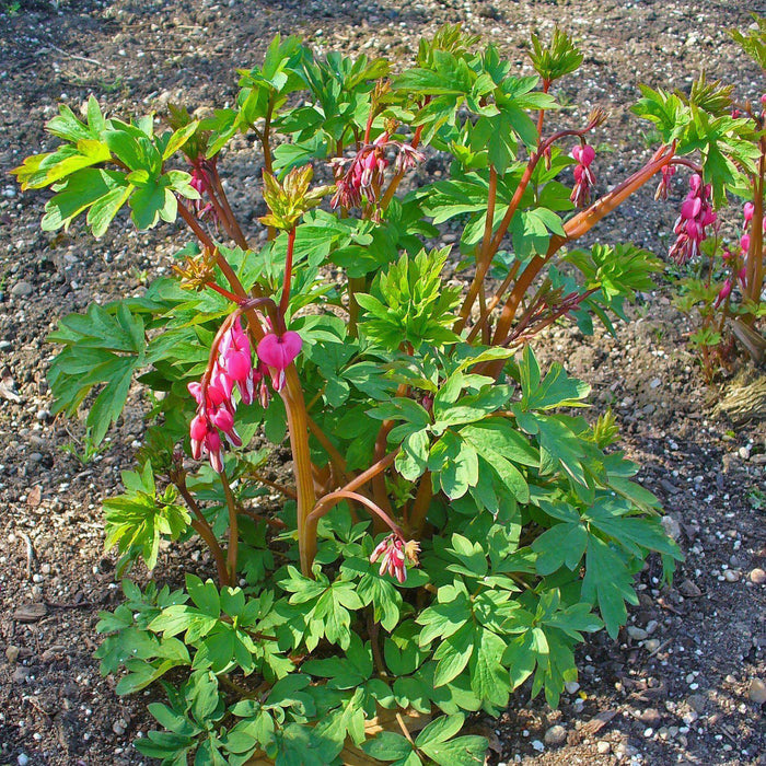 Bleeding Heart, Asian Bleeding Heart