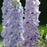 Delphinium, Guardian Lavender Delphinium
