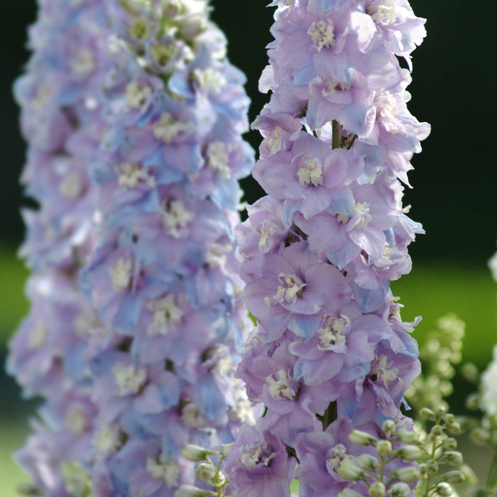 Delphinium, Guardian Lavender Delphinium