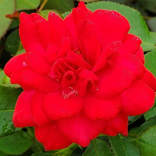 Rose, Garden Art Super Hero Rose