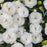 Dianthus, PW® Fruit Punch® Whipped Cream Dianthus