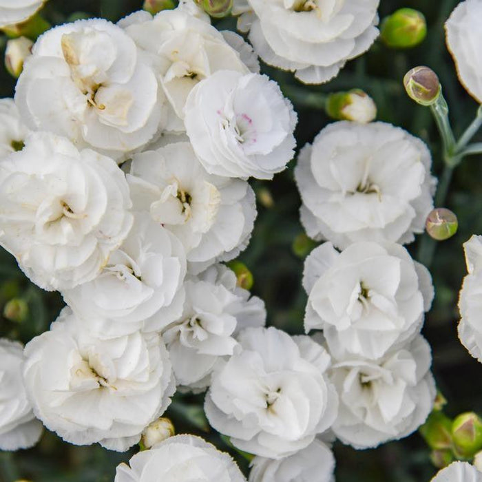 Dianthus, PW® Fruit Punch® Whipped Cream Dianthus