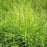 Sedge, Fox Sedge