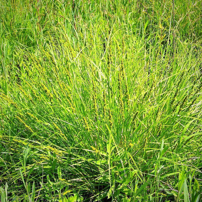 Sedge, Fox Sedge