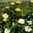 Rose, Easy Bee-zy™ Knock Out® Rose