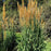 Grass, Golden Sunset™ Indian Grass