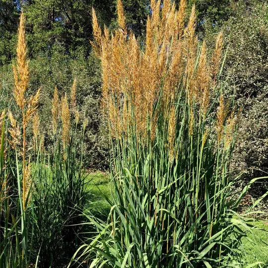 Grass, Golden Sunset™ Indian Grass