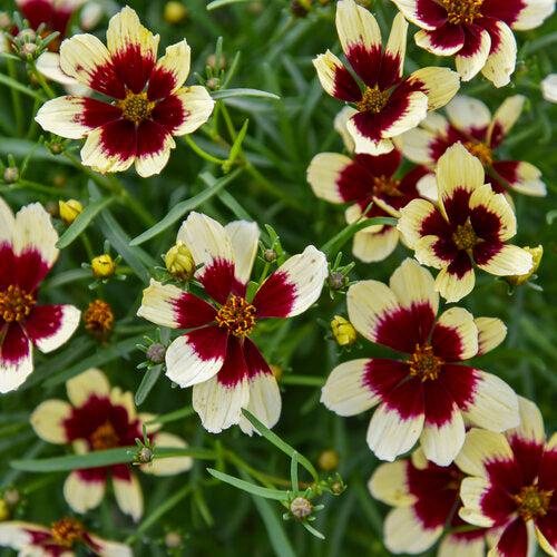 Tickseed, Designer Threads™ Creamy Calico Coreopsis