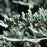 Juniper, Bar Harbor Juniper