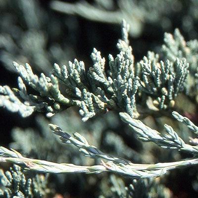 Juniper, Bar Harbor Juniper