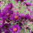 Aster, Night Eyes New England Aster