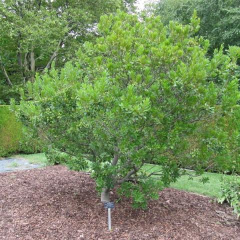 Bayberry, Northern Bayberry