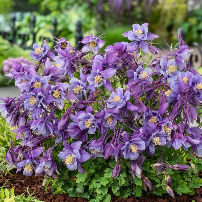 Columbine, Earlybird™ Purple Blue Columbine