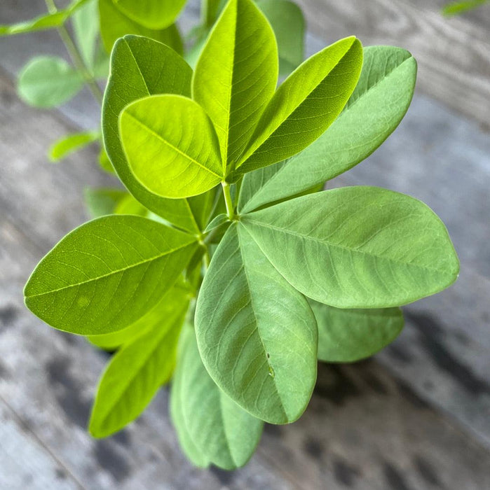 Baptisia, Blue False Indigo