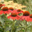 Coneflower, Color Coded® Frankly Scarlet Echinacea