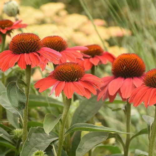 Coneflower, Color Coded® Frankly Scarlet Echinacea