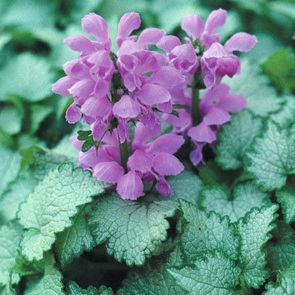 Deadnettle, Orchid Frost Deadnettle