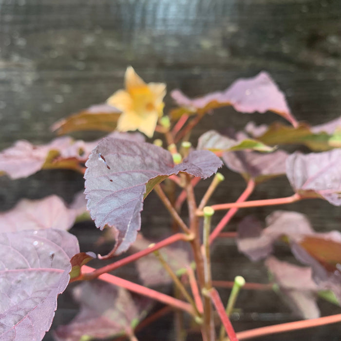 Hibiscus, Summerific® Edge of Night Hibiscus