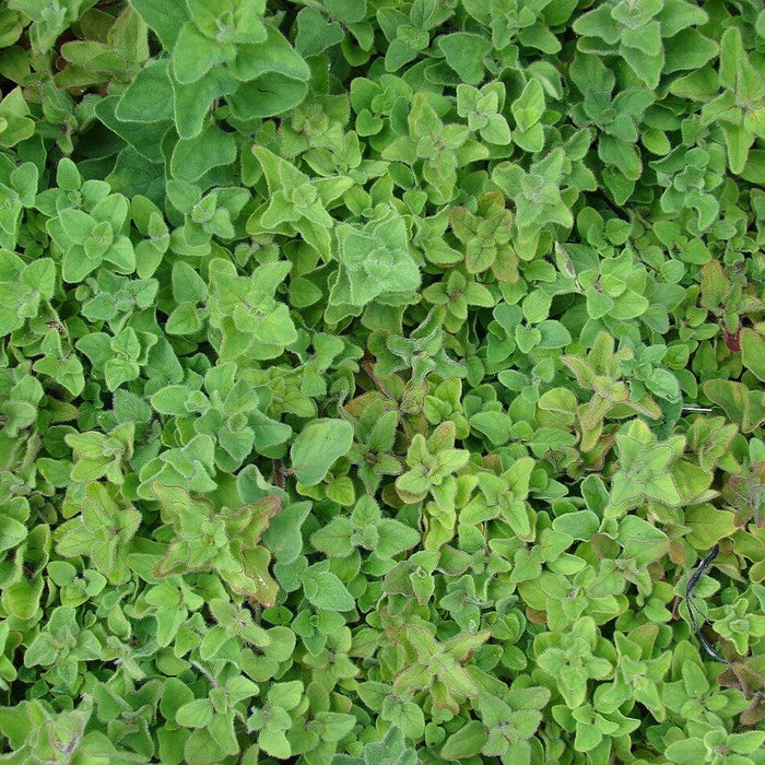 Oregano, Greek Oregano