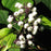 Dogwood, Bailey Red Twig Dogwood