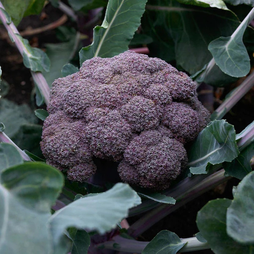 Organic Broccoli Plant, Purple Magic - 4 pack