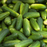 Organic Cucumber Plant, Cool Kirby