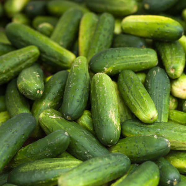 Organic Cucumber Plant, Cool Kirby