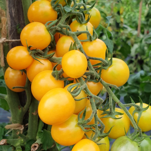 Organic Tomato Plant, Honey Drop Yellow Cherry - 3.5" pot