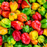 Organic Pepper Plant, Habanero - 3.5" pot
