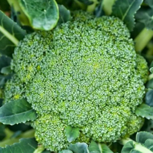 Organic Broccoli Plant, Emerald Crown - 4 pack