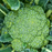 Organic Broccoli Plant, Emerald Crown - 4 pack
