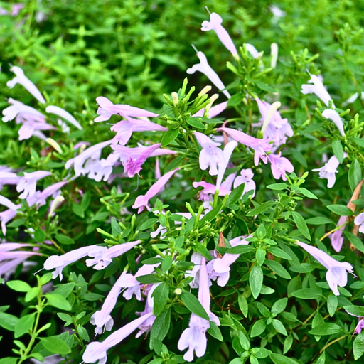 Organic Oregano Plant, Mexican - 3.5" pot