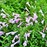 Organic Oregano Plant, Mexican - 3.5" pot