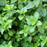 Organic Oregano Plant, Greek