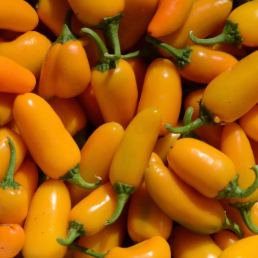 Organic Pepper Plant, Pumpkin Spice Jalapeno - 3.5" pot