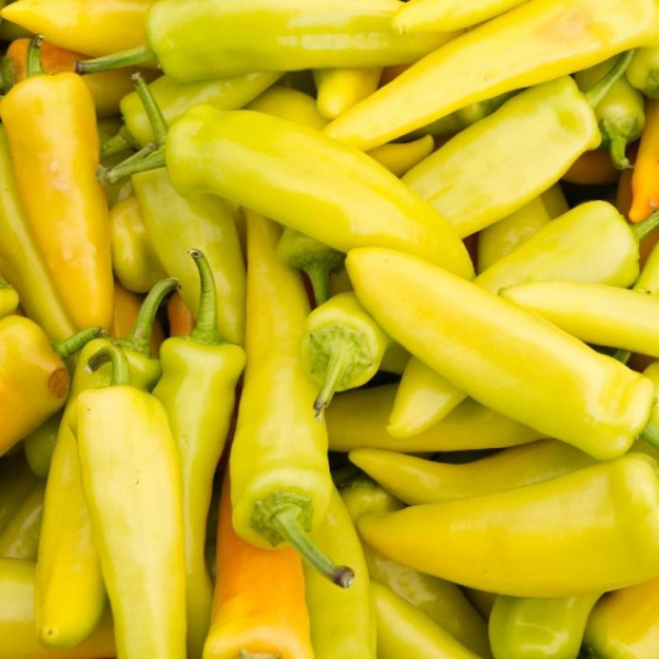 Organic Pepper Plant, Hungarian Hot Wax - 3.5" pot