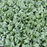Organic Spinach Plant, Ashely - 4 pack