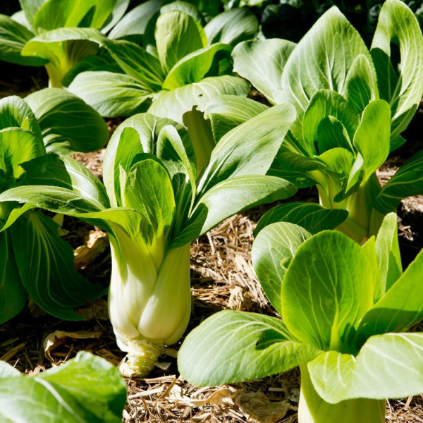 Organic Bok Choi Plant - 4 pack