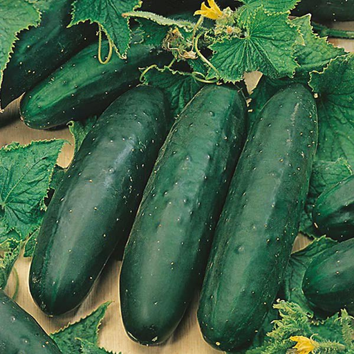 Organic Cucumber Plant, Marketmore