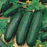 Organic Cucumber Plant, Marketmore