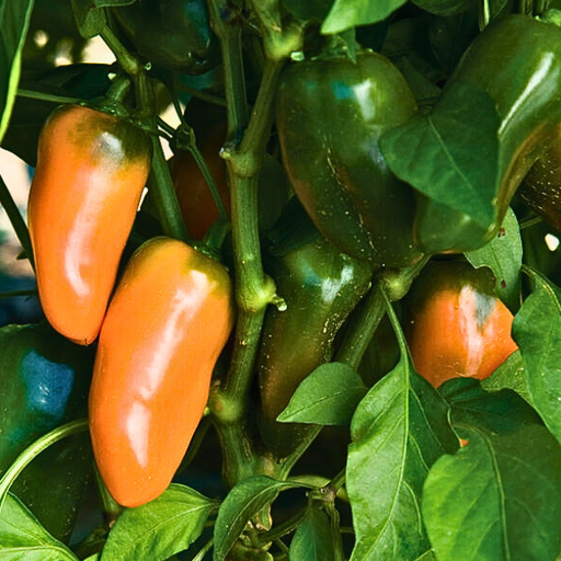 Organic Pepper Plant, Orange Lunchbox Sweet - 3.5" pot