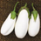 Organic Eggplant Plant, White Imolese - 3.5" pot