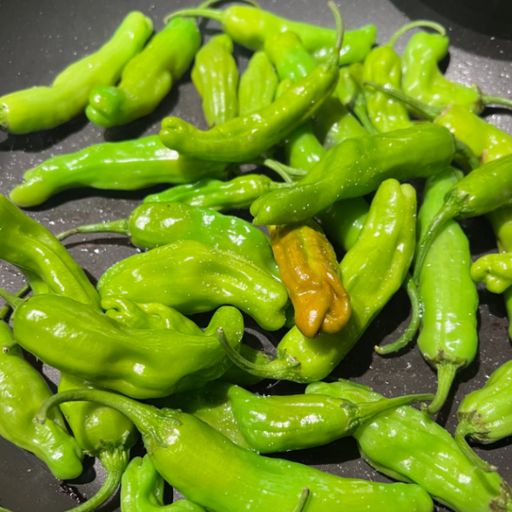 Organic Pepper Plant, Shishito - 3.5" pot